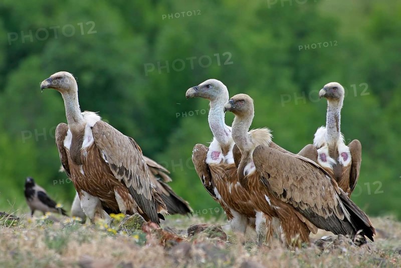 Griffon Vulture (Gyps fulvus), Rhodopen, Bulgaria, Europe