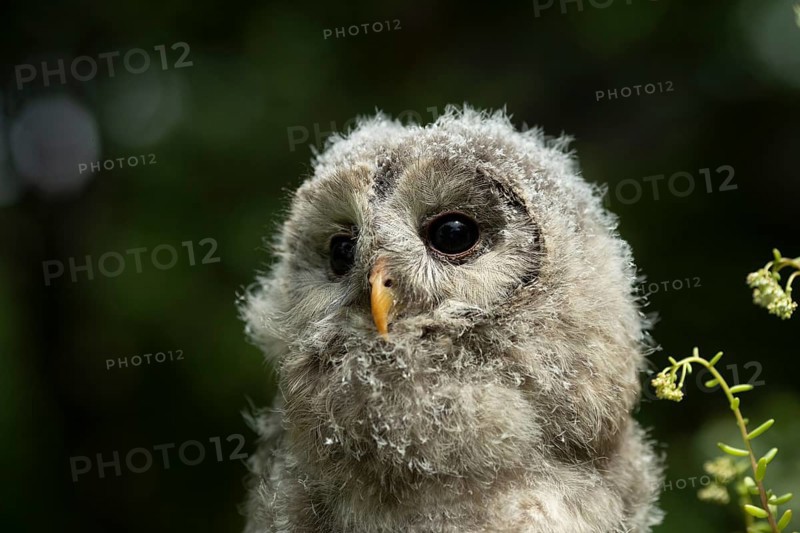 Ural Owl (Strix uralensis) fledgling, captive, Germany, Europe
