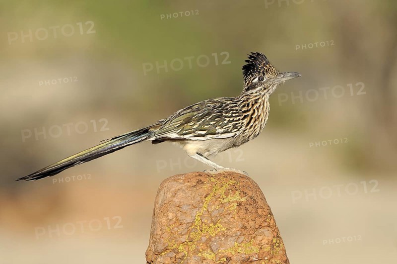 Greater Roadrunner (Geococcyx californianus), Arizona, USA, North America
