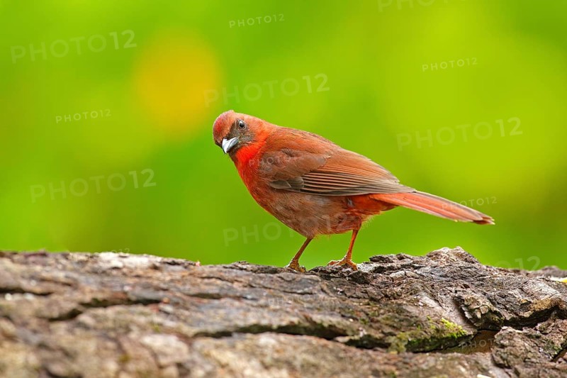 Birdwatching in Central America. Wildlife scene from nature, Belize. Red-throated Ant-Tanager, Habia fuscicauda, red bird in the nature habitat. Tanager sitting on the green palm tree. Forest animal