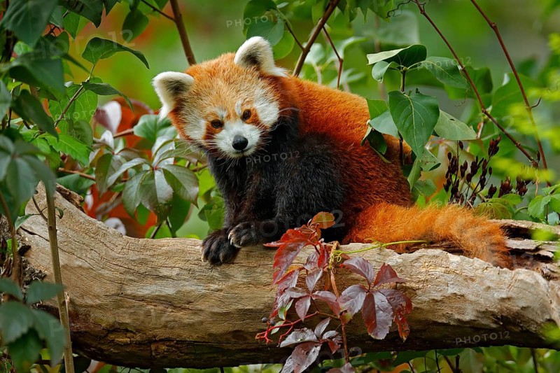 Beautiful Red panda lying on the tree with green leaves. Red panda bear, Ailurus fulgens, habitat. Detail face portrait, animal from China. Wildlife scene from Asia forest. Panda from nature