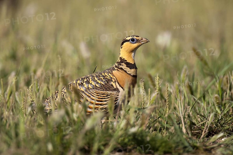 Pin-tailed Sandgrouse (Pterocles alchata) female, Castile-La Mancha, Spain, Europe