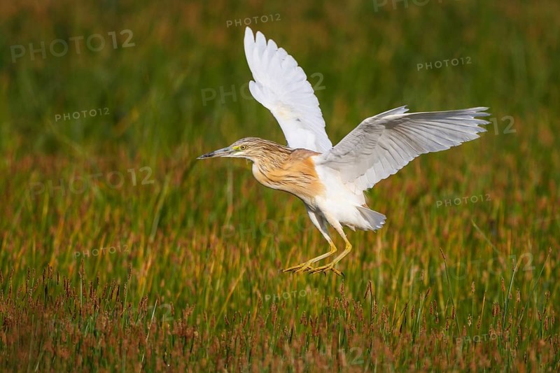 Squacco Heron (Ardeola ralloides) flying, Greece, Europe