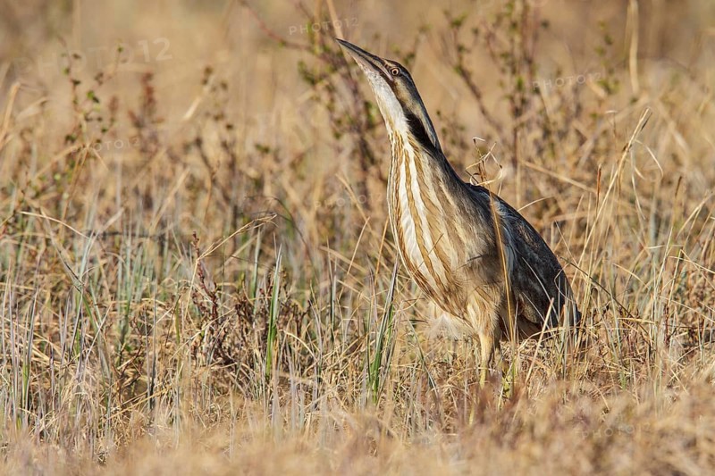 American bittern (Botaurus lentiginosus) on the tundra near Churchill, Manitoba, Canada, North America