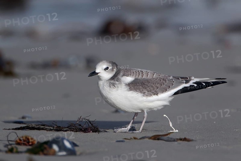 Schwalbenmöwe; lat. Xema sabini; Seitenansicht; am Strand stehend und Kot abgebend; Sonnenschein