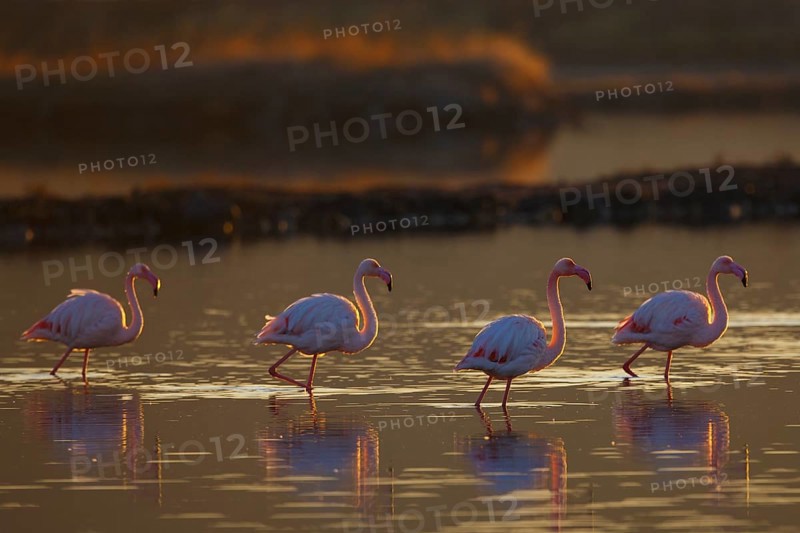Greater Flamingo (Phoenicopterus roseus), Greece, Europe