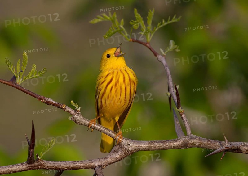 American Yellow Warbler (Setophaga aestiva) male singing, Ohio, USA, North America