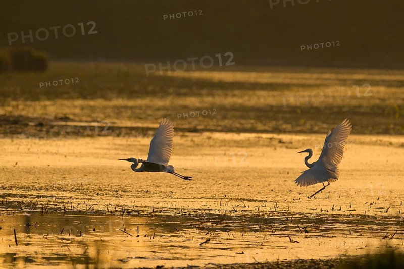 Great White Egret (Ardea alba), flying, morning mood, backlight, Lower Austria