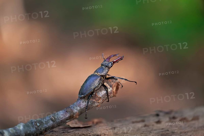 Majesty of the forest - stag beetles in the Swabian Pre-Alps
