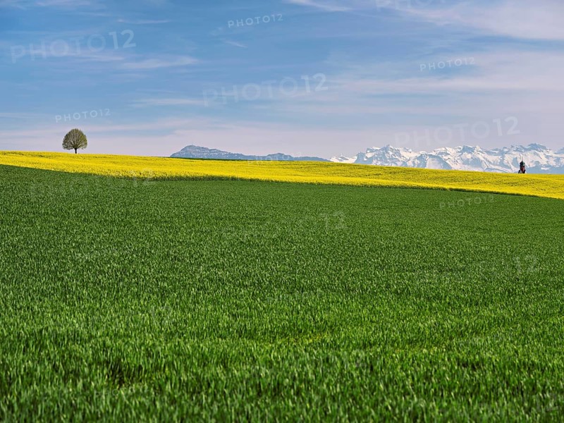 Small lime tree (Tilia), in a field of flowering rape, in the background the snow-covered Alps and the Rigi, Winterschwil, Freiamt, Canton Aargau, Switzerland, Europe