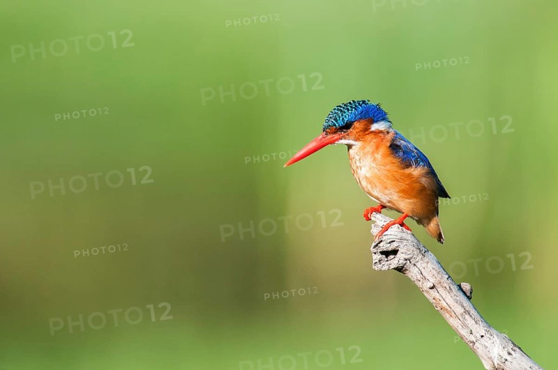 Malachite Kingfisher (Corythornis cristatus), Western Cape, South Africa, Africa