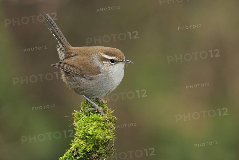 Bewick's Wren (Thryomanes bewickii), Canada, North America