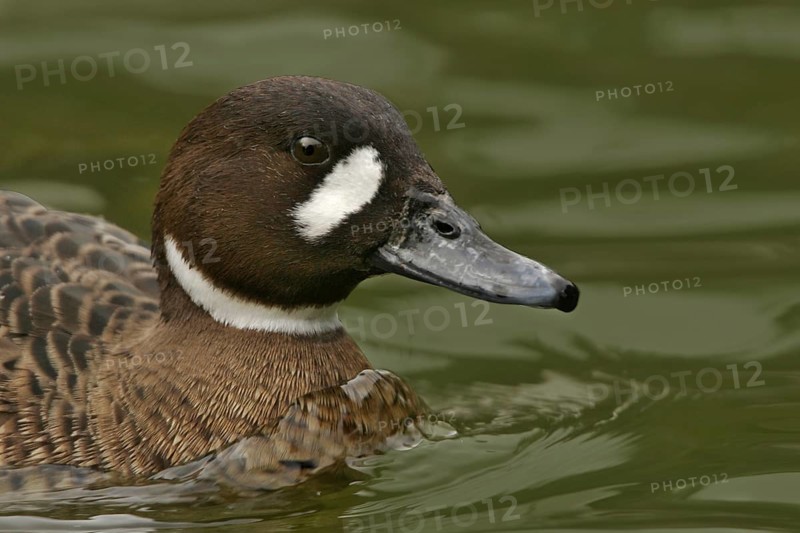 Bronze-winged Duck (Speculanas specularis), California, USA, North America