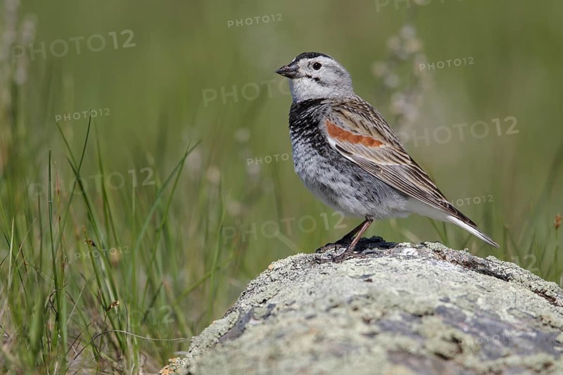 McCown's Longspur (Calcarius mccownii) perched on a branch in Alberta, Canada, North America