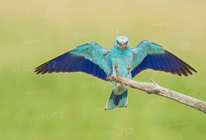 European Roller (Coracias garrulus) landing on a branch with grasshopper in beak, Hortobagy National Park, Hungary, Europe