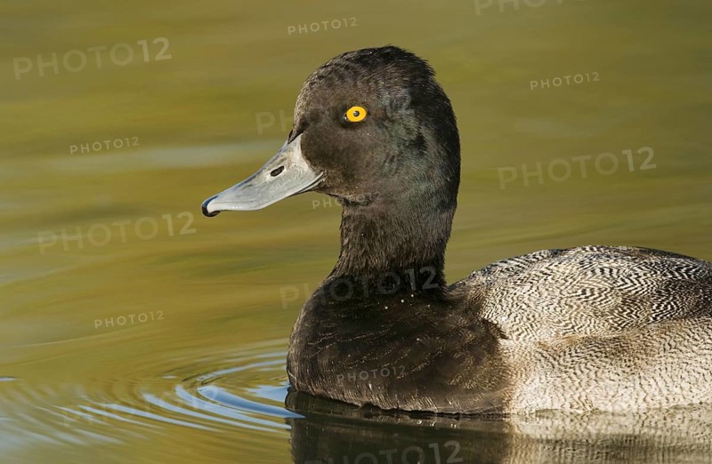 Lesser Scaup (Aythya affinis) male, Arizona, USA, North America