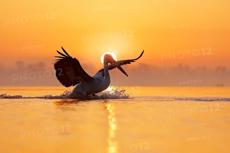 Bird with morning sunrise. Dalmatian pelican, Pelecanus crispus, in Lake Kerkini, Greece. Pelican with open wings. Wildlife scene from European nature. Bird and orange blue sky