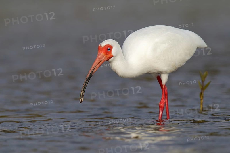 American White Ibis (Eudocimus albus), Florida, USA, North America
