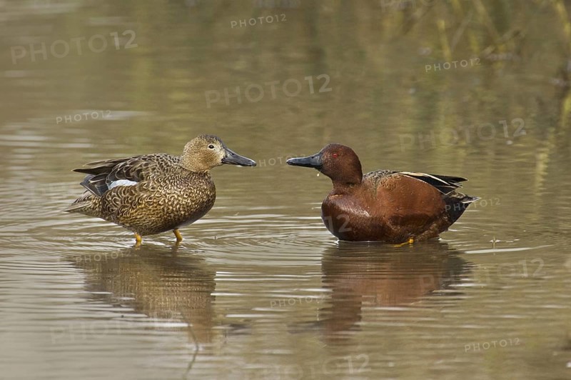 Cinnamon Teal (Spatula cyanoptera), California, USA, North America