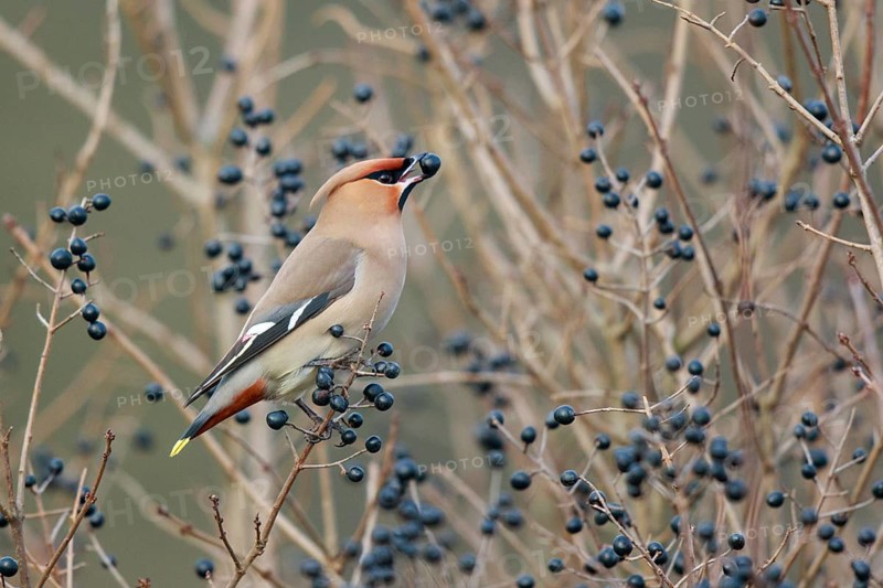Bohemian Waxwing (Bombycilla garrulus) feeding on berries, North Rhine-Westphalia, Germany, Europe