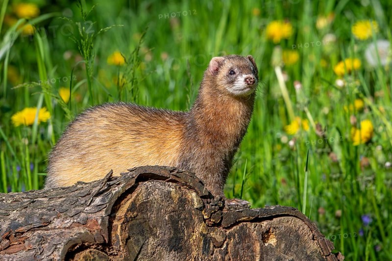 Erythristic European polecat (Mustela putorius) on the hunt, looking for prey from fallen tree trunk in meadow