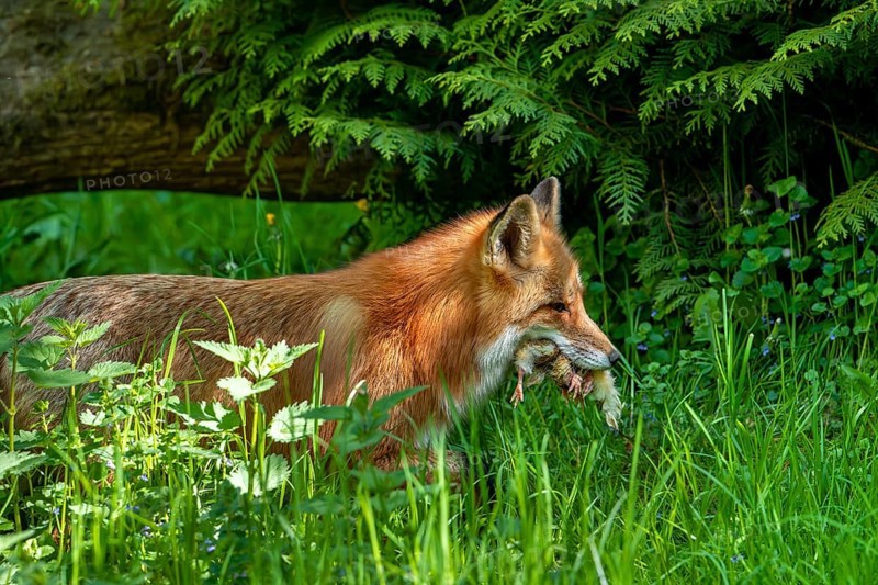 Red fox (Vulpes vulpes) running to den with mouthful of chicks after raiding chicken coop to feed its young, kits in spring