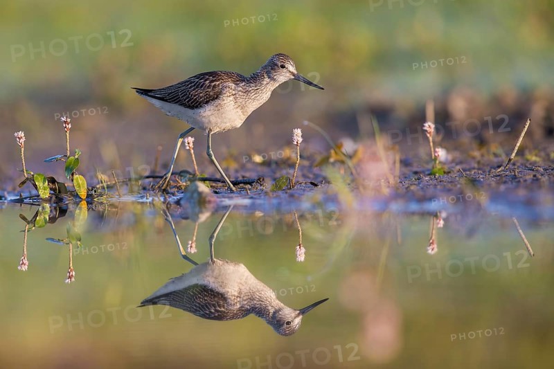 Common Greenshank (Tringa nebularia) foraging, Poland, Europe
