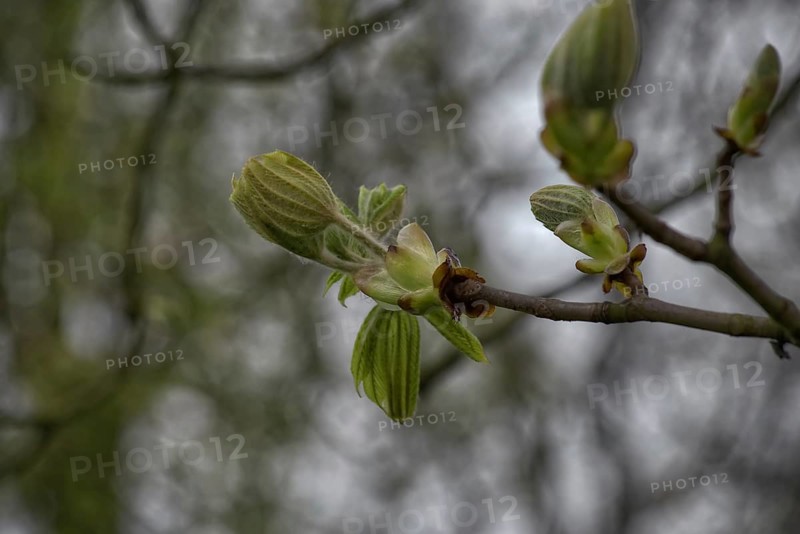 A branch with fresh, green buds of the horse chestnut (Aesculus), enlivened by a blurred background and showing spring, Krefeld