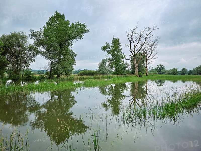 Trees standing in the flooded river Lorze, floodplain landscape, Reussspitz nature reserve, Maschwanden, Canton Zurich, Switzerland, Europe