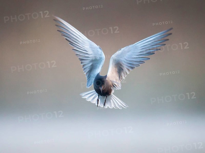 Black Tern (Chlidonias niger) flying, Mecklenburg-Western Pomerania, Germany, Europe