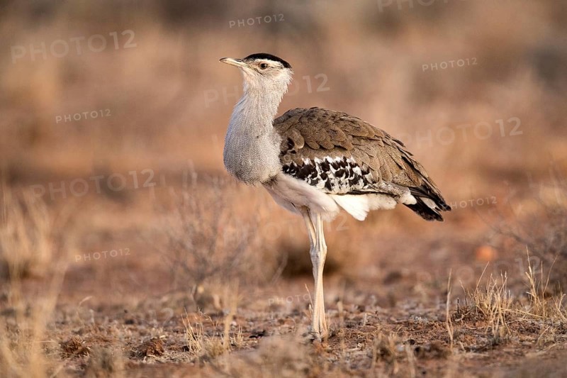 Australian Bustard (Ardeotis australis), Queensland, Australia, Oceania