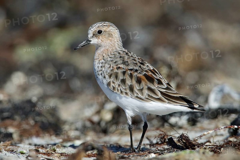 Red-necked Stint (Calidris ruficollis), Victoria, Australia, Oceania
