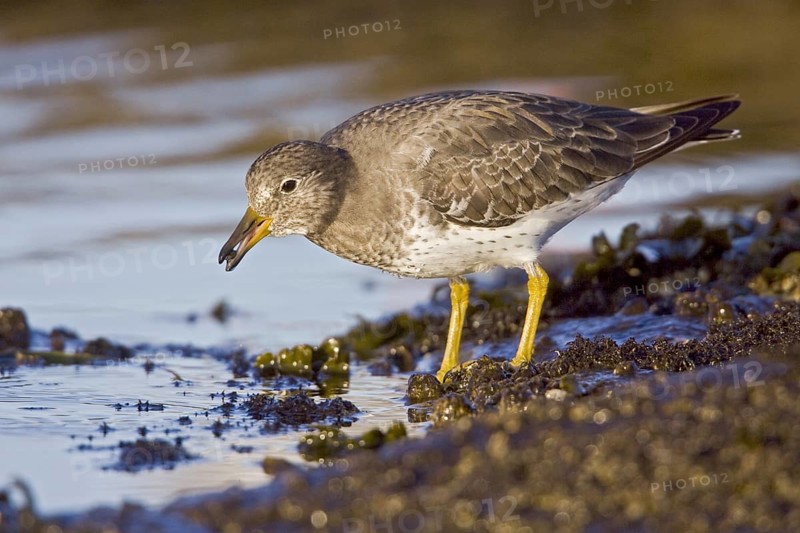 Surfbird (Calidris virgata), British Columbia, Canada, North America