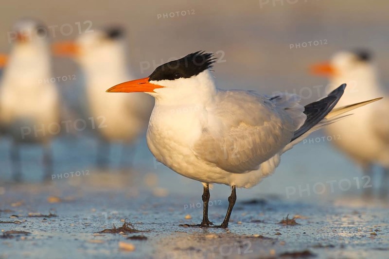 Royal Tern (Thalasseus maximus), Florida, USA, North America
