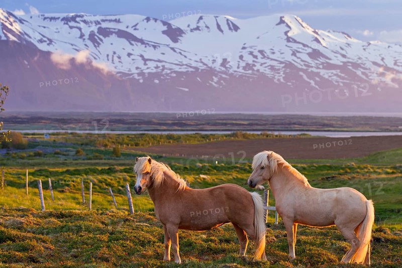 Islandpferd, Isländer, Icelandic horse
