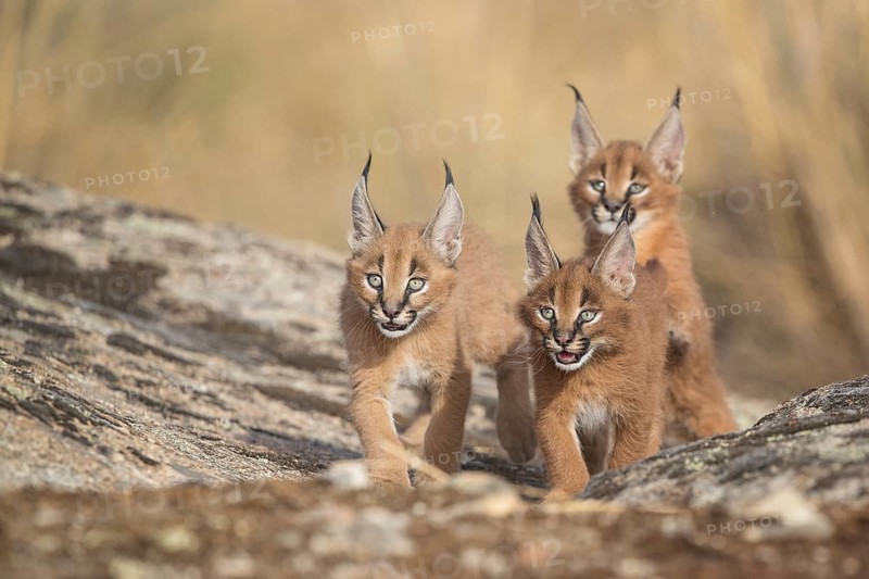 Caracal (Caracal caracal) three cubs walking, Castile-La Mancha, Spain, Europe