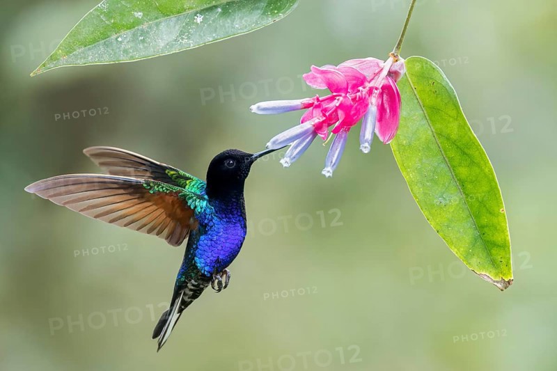 Velvet-purple Coronet (Boissonneaua jardini) flying while feeding at a flower in Colombia, South America