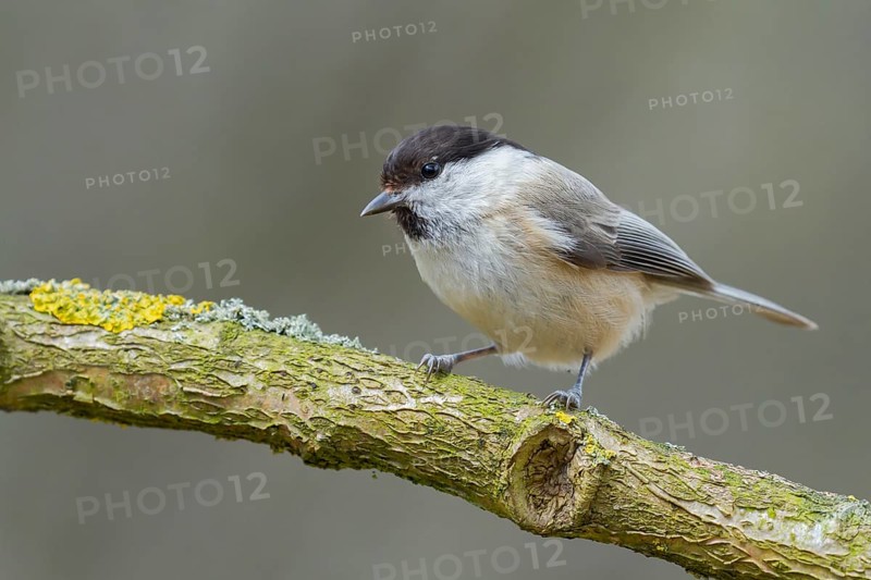 Marsh Tit (Poecile palustris) perched on a branch, Lower Saxony, Germany, Europe