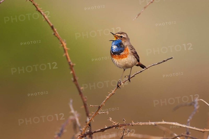 Bluethroat (Luscinia svecica cyanecula) male singing, Texel, Netherlands