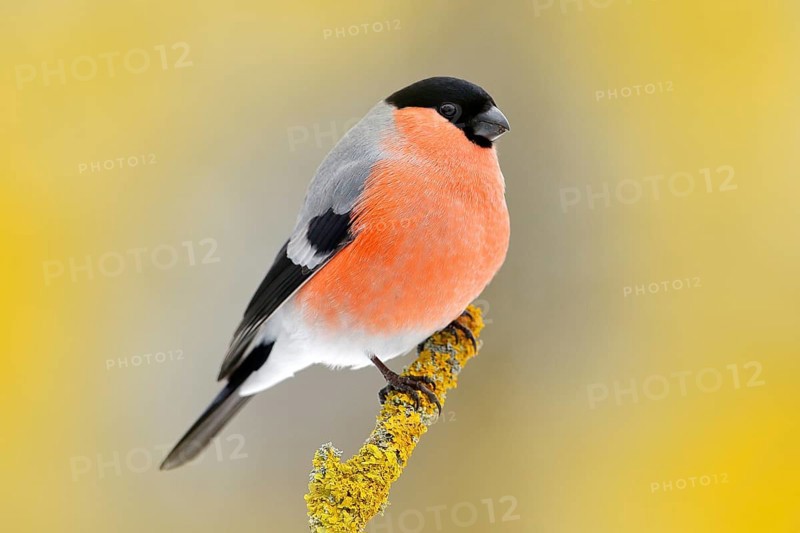 Red songbird Bullfinch sitting on yellow lichen branch, Sumava, Czech republic. Wildlife scene from nature. Bullfinch in forest, yellow tree leaves in the background