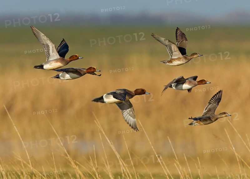 Eurasian Wigeon (Mareca penelope) male flying, Noordholland, Netherlands