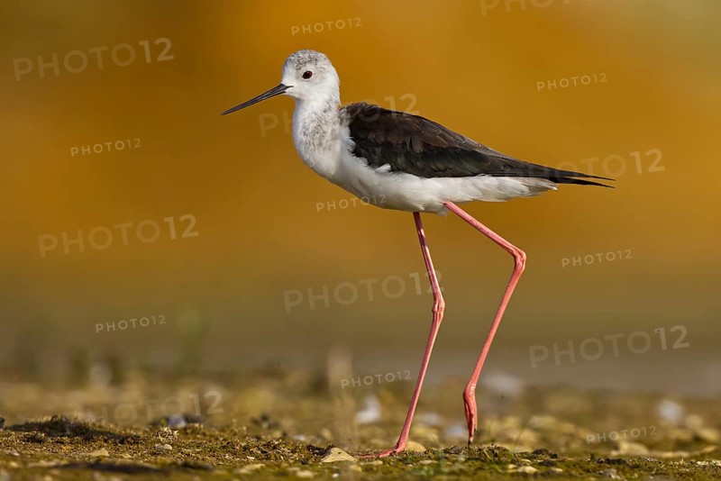Black-winged Stilt (Himantopus himantopus) female foraging, North Rhine-Westphalia, Germany, Europe