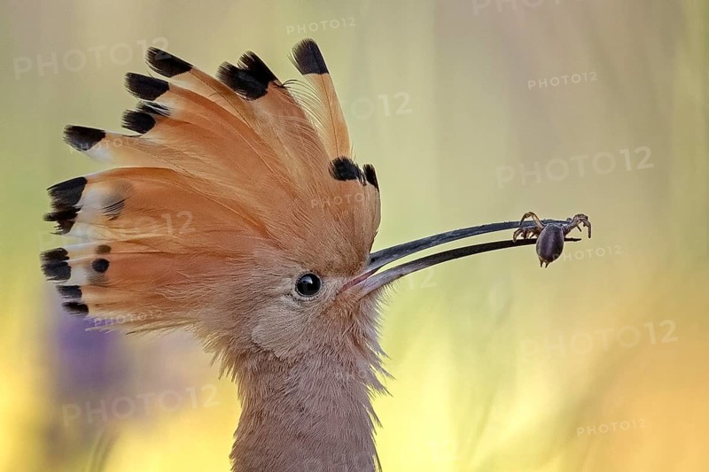 Eurasian Hoopoe (Upupa epops) with a spider in its beak, Serbia, Europe