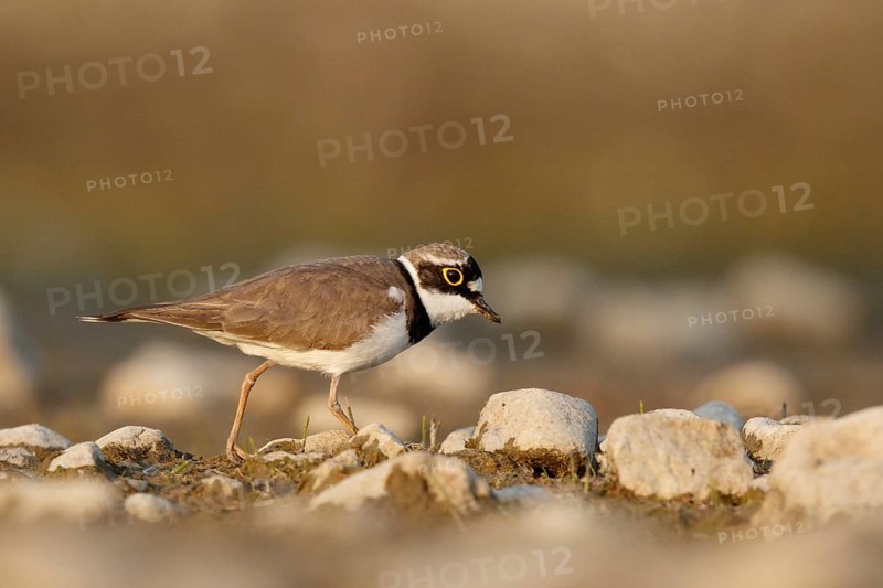 Little Ringed Plover (Charadrius dubius) male, North Rhine-Westphalia, Germany, Europe