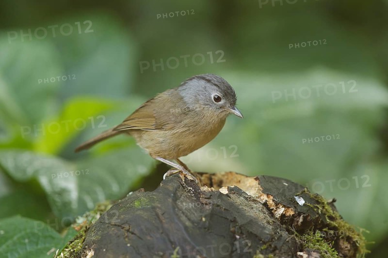 Grey-cheeked Fulvetta (Alcippe morrisonia), Doi Inthanon, Thailand, Asia