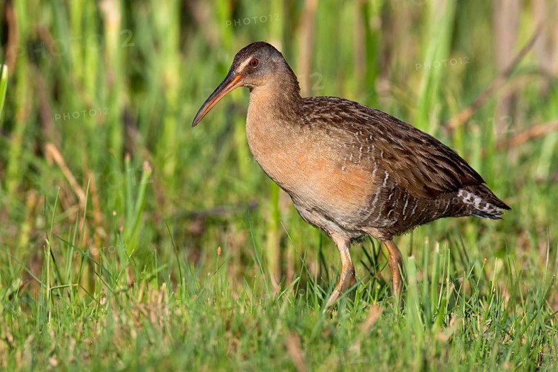 King Rail (Rallus elegans), Texas, USA, North America
