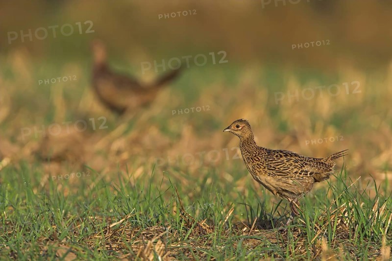 Common Pheasant (Phasianus colchicus), Rhineland-Palatinate, Germany, Europe