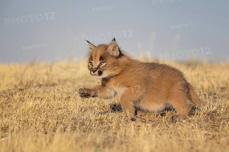 Caracal (Caracal caracal) cub, Castile-La Mancha, Spain, Europe