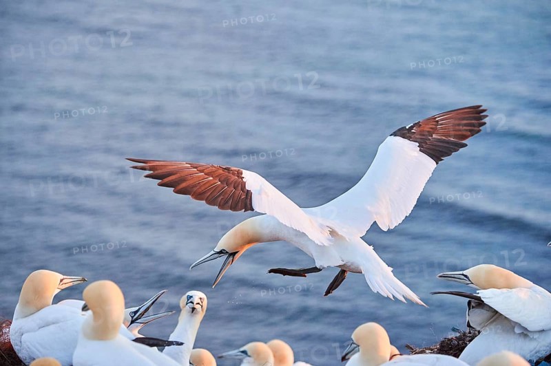 Northern gannet (Morus bassanus) flying over the sea at sunset, argiung with others while landing, wildlife, Helgoland, Germany, Europe
