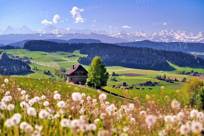 View over the Emmental with Bern granary, dandelion meadow (Leontodon) in the foreground, snow-covered Bernese Alps behind, Canton of Bern, Switzerland, Europe